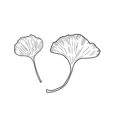 Beyaz arka planda iki güzel ginkgo biloba yaprağı. El çizimi bir ginkgo biloba bitkisinin siyah beyaz çizimi. Tasarımınız için ayrı bir nesne.
