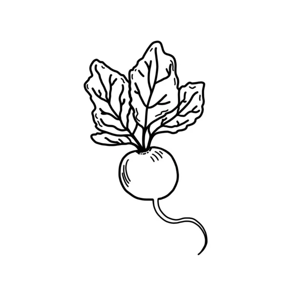 Hand Drawn Black White Illustration Radish White Background Radish Four — Stok Foto