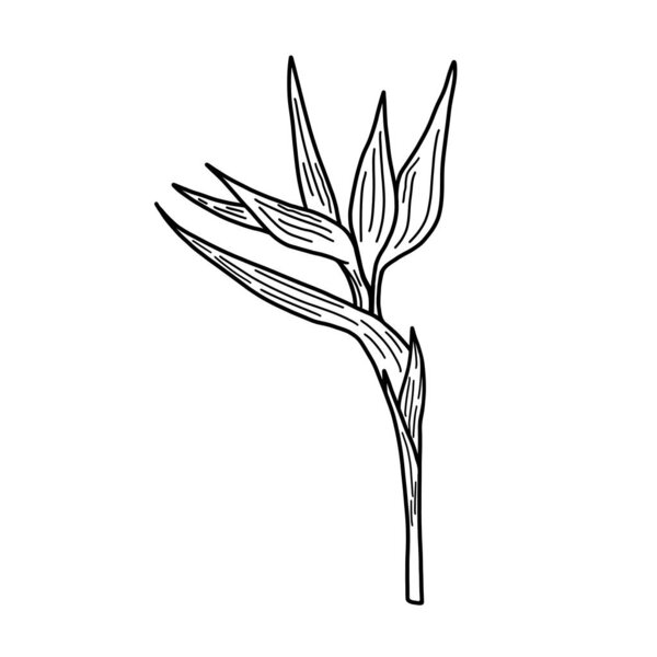 Beautiful strelitzia flower on a white background. Black and white illustration of strelitzia close up on a stalk. Isolated object.