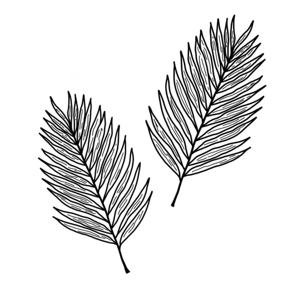 Листья Хамедореи Белом Фоне Черно Белая Иллюстрация Двух Пальмовых Листьев — стоковое фото