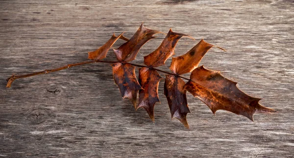 Осенний лист Магонии на старом деревянном фоне — стоковое фото