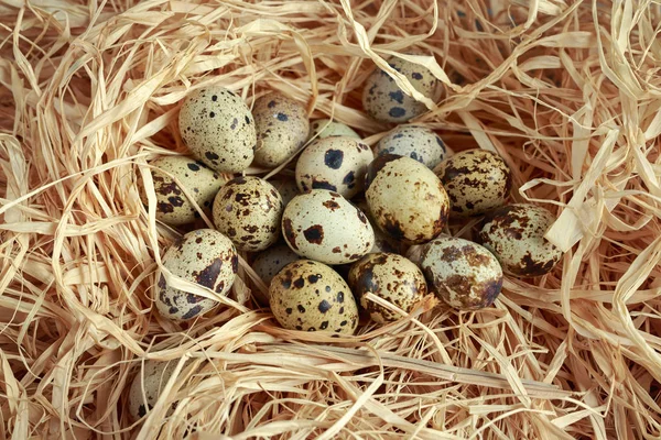 Verse kwarteleitjes in een stro nest — Stockfoto