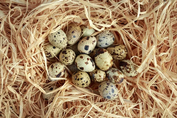 Verse kwarteleitjes in een stro nest — Stockfoto