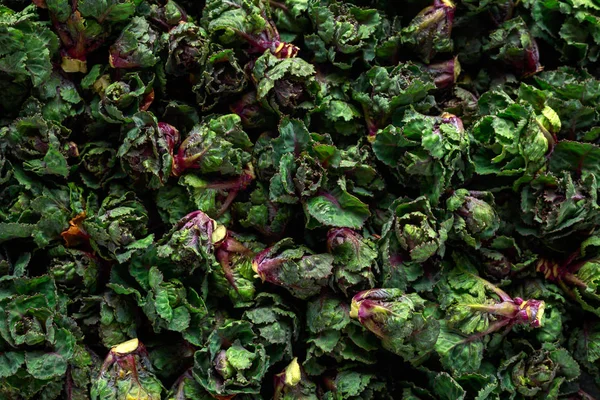 Taze çiğ Kalettes sebze siyah zemin üzerine yeşil — Stok fotoğraf