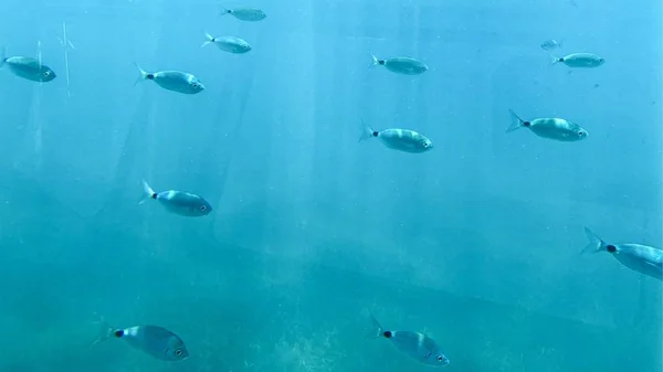 Shoal Van Fish Het Blauwe Water Van Oceaan — Stockfoto
