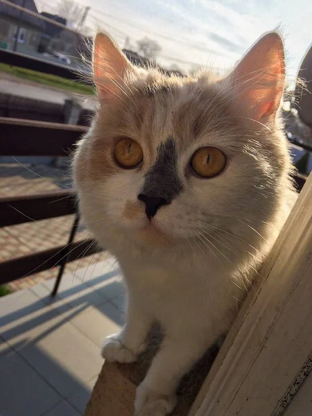 可爱的毛茸茸的猫近景 — 图库照片