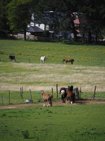 Konie pasące się na polu w słońcu — Zdjęcie stockowe