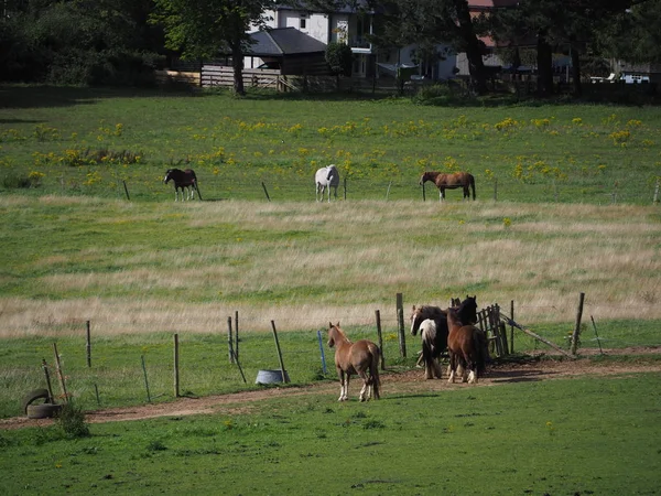 馬は太陽の下の畑で放牧し — ストック写真