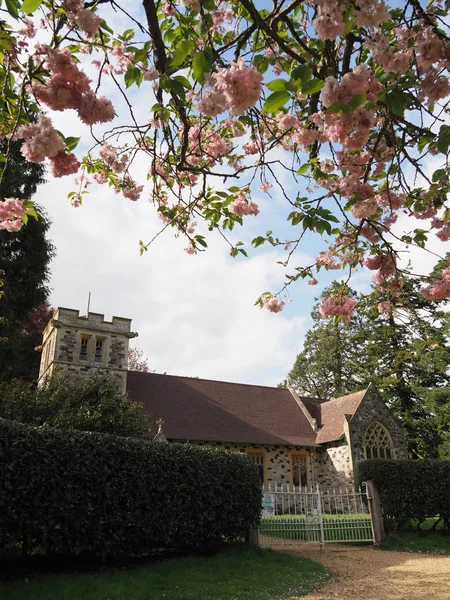 Die Kirche in Pamphill in der Nähe des wimborn ministers eingerahmt von ein paar rosa Kirschblüten auf einem Pflaumenbaum im Frühling — Stockfoto