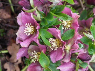 Leylak pembesi bir Hellebore çiçeği 