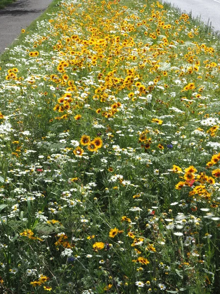 A roadside verge full of wildflowers — 스톡 사진