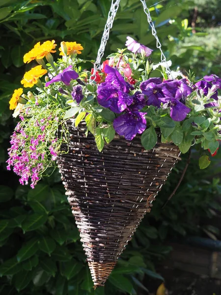 a conical wickerwork hanging basket with pansies , aubretia and other flowers