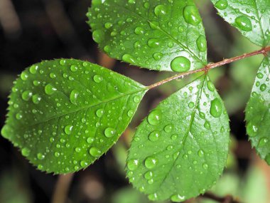 a close up of fresh green rose leaves with raindrops on them