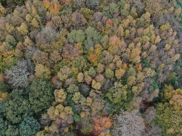 Una foresta di alberi vista dall'alto con un mix di colori autunnali — Foto Stock