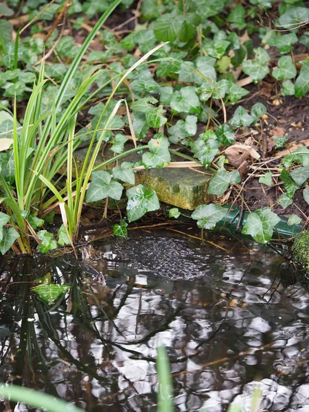 Garden pond with frogspawn and attendant frogs nearby — Stock Photo, Image