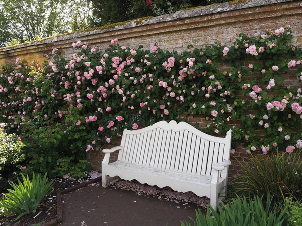 Un elegante banco blanco contra una pared con rosas trepadoras floreciendo detrás —  Fotos de Stock