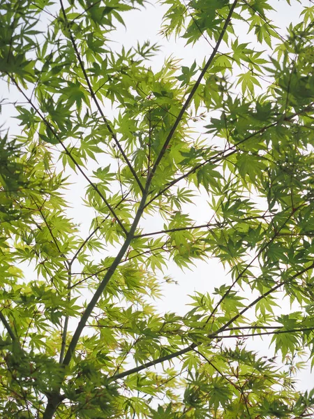 A maple tree with fresh green leaves against a bright sky — 스톡 사진