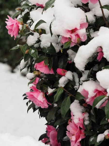 Pink camellia flowers covered in snow in the cold — Stockfoto