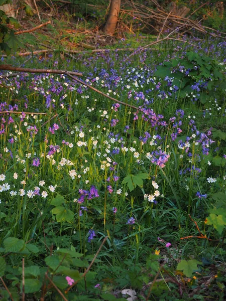 Bluebells and aconites growing in some woodland in the evening sun — 스톡 사진