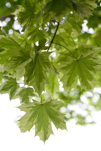 Variegated maple leaves backlit against white background Stock Image