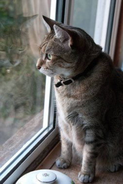 a tabby cat staring out of a window
