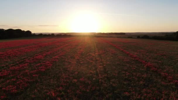 Luchtvideo clip vliegen over rood papaverveld naar de ondergaande zon — Stockvideo