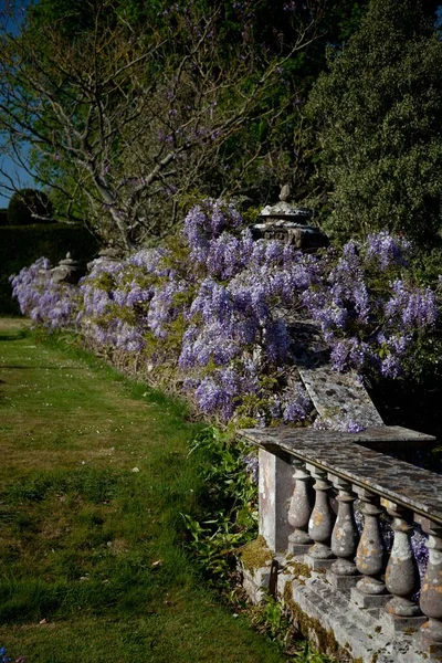 Flor Wisteria creciendo a lo largo de una pared de balaustrada de piedra —  Fotos de Stock