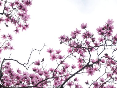delicate backlit pink magnolia flowers against a pale sky 