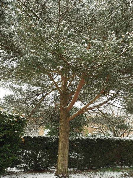 A lone pine tree dusted with snow near a hedge — Stock Photo, Image