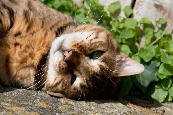 Beautiful pedigree Bengal cat dozing in the sun in a garden — Stock Photo, Image