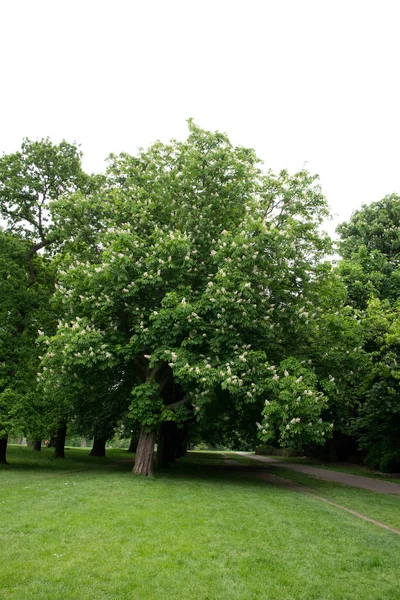 Middelgrote paardenkastanjeboom in bloem in een parklandschap — Stockfoto