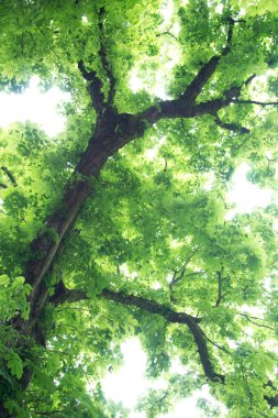 Taze bahar yaprakları gösteren at kestanesi ağacına bakıyorum.