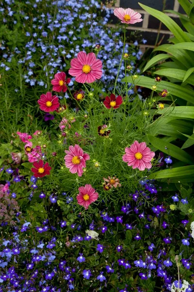 Farbenfrohe Blumen in einem Rand mit rosa Gänseblümchen und blauen Vergissmeinnicht-Knoten — Stockfoto