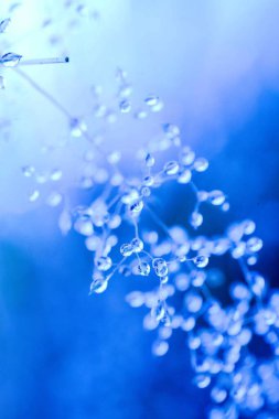 Çimenlerin üzerinde sarmal gibi duran su damlacıklarının makro portresi