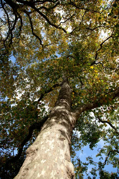 View of tall London Plane tree looking up into leaf canopy in the Autumn Stock Picture