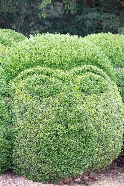 a hedge topiary cut into the shape of a face