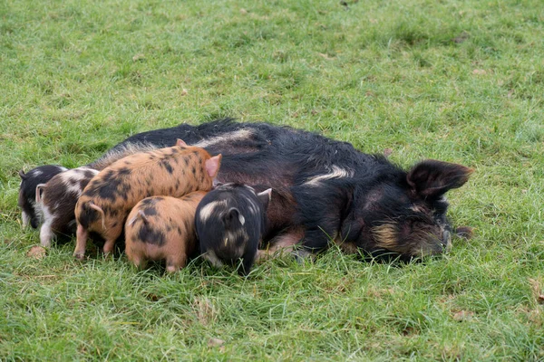 Een groep kunekune biggen die een moedervarken zogen — Stockfoto