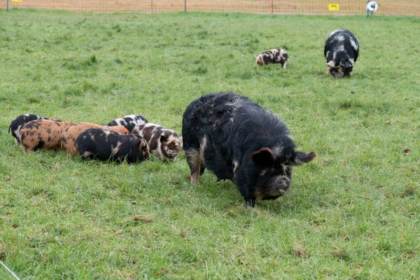 A group of kunekune piglets — Stock Photo, Image