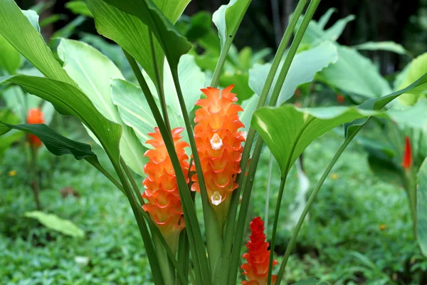 Oranžová květina Tulipán siam — Stock fotografie