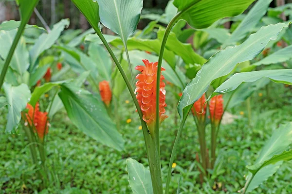Flor de tulipán siam naranja — Foto de Stock