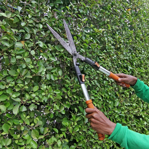 Giardiniere taglio degli alberi — Foto Stock