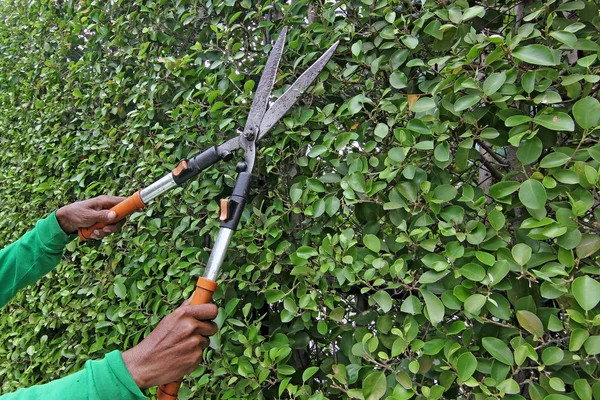 Gartner trimme træerne - Stock-foto