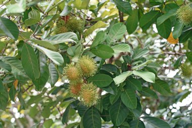 Rambutan ağaç üzerinde