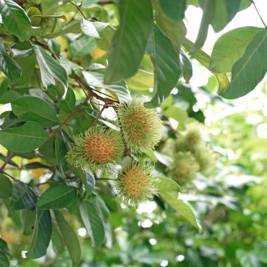 Rambutan ağaç üzerinde