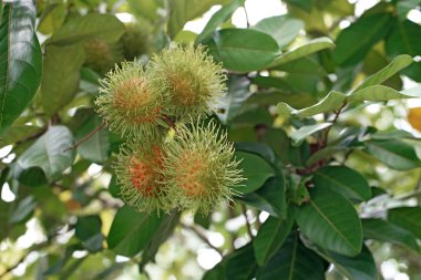 Rambutan ağaç üzerinde