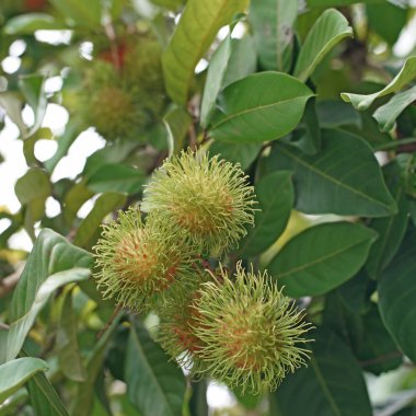 Rambutan ağaç üzerinde