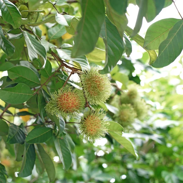 Rambutan on tree — Stock Photo, Image