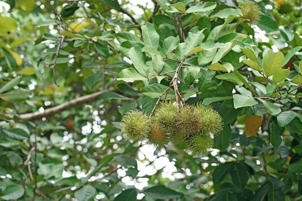 Rambutan σε δέντρο — Φωτογραφία Αρχείου