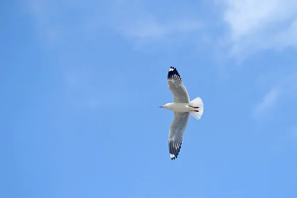 Flying seagull bird — Stock Photo, Image