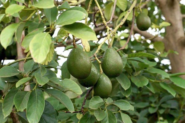 avocado palta guacamole on tree
